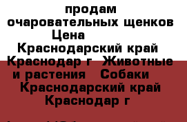 продам очаровательных щенков › Цена ­ 30 000 - Краснодарский край, Краснодар г. Животные и растения » Собаки   . Краснодарский край,Краснодар г.